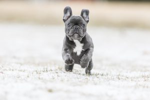 سگ بولداگ فرانسوی (french bulldog)