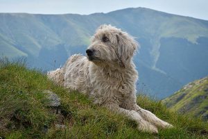 رومانیایی میوریتیک گله بان سگ